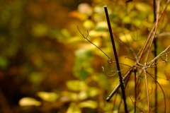 TonKlangLichterTakumarHerbst-9