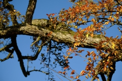 TonKlangLichterTauber-39