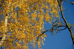 TonKlangLichterTauber-76