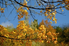 TonKlangLichterTauber-102
