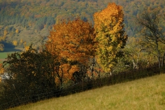 TonKlangLichterTauber-38