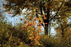 TonKlangLichterTauber-75