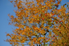TonKlangLichterTauber-35