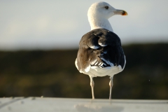 TonKlangLichter29.09.23_Zwischendurch-2