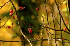TonKlangLichterTauber-16