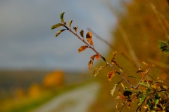 TonKlangLichterTauber-33